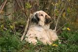 LHASSA APSO 256